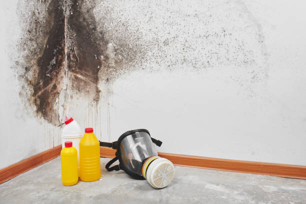 Best Toxic Mold Removal  in New Johnsonville, TN