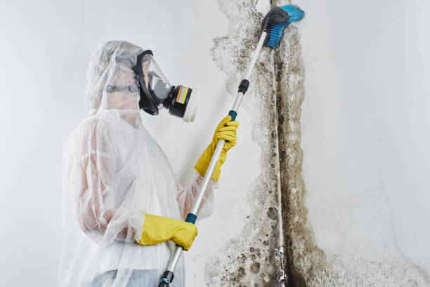 Best Professional Mold Removal  in New Johnsonville, TN