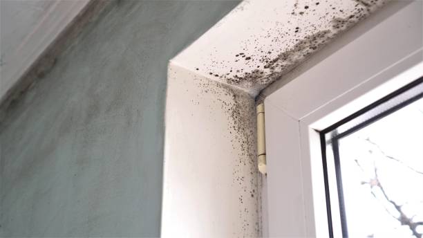 Best Office Mold Removal Services  in New Johnsonville, TN