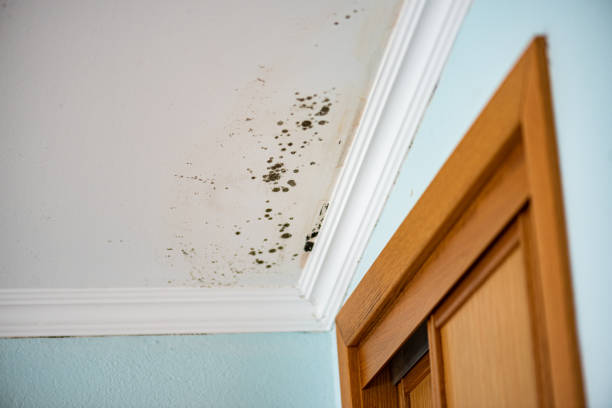 Best Certified Mold Removal  in New Johnsonville, TN