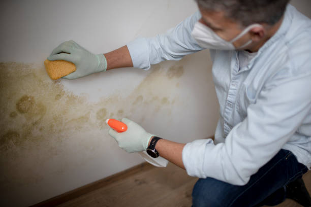 Best Professional Mold Removal  in New Johnsonville, TN