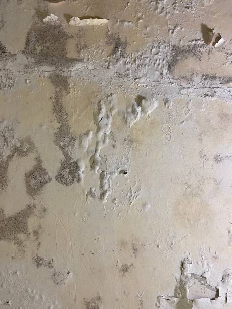 Best Best Mold Removal Companies  in New Johnsonville, TN