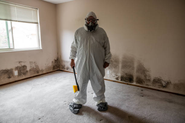 Best Fast Mold Removal  in New Johnsonville, TN