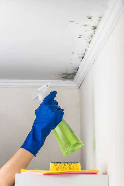Best Residential Mold Removal  in New Johnsonville, TN